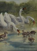 Parker Hagarty Swans and cygnets on a river Watercolour Signed 19 x 13cm
