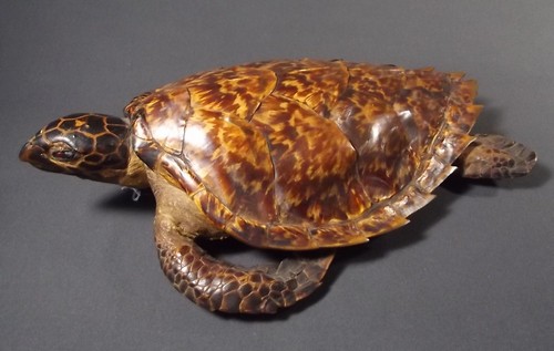STUFFED TURTLE
A Victorian stuffed turtle, length of shell 12 ins.