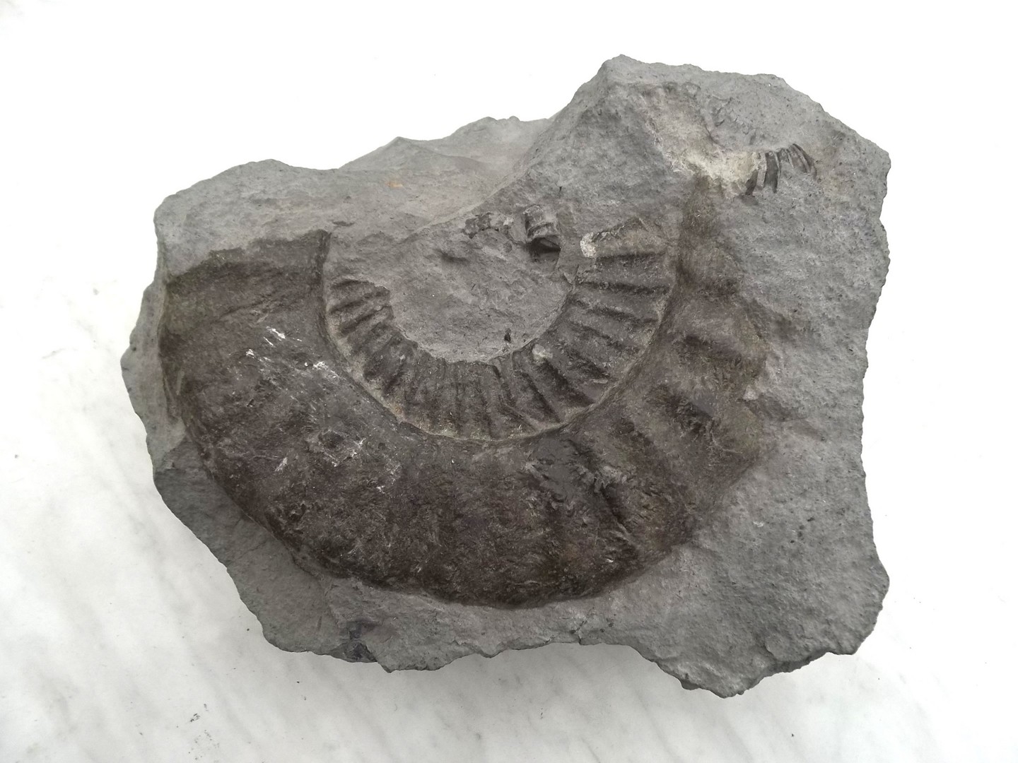 A Triassic ammonite in a dark grey limestone, from Lyme Regis beach, 26 by 28 by 14cm deep.