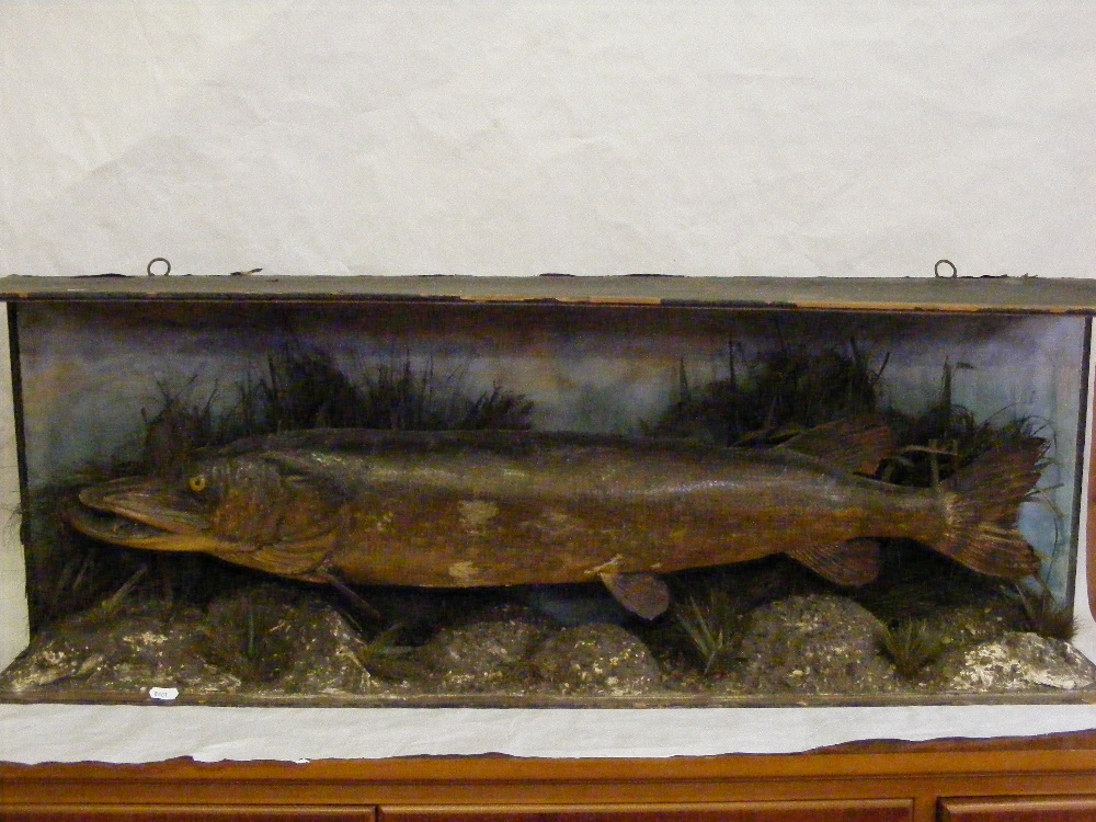 A Taxidermy.     A pike in naturalistic setting, for restoration.