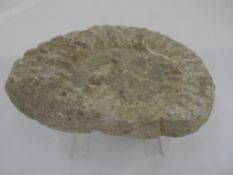 Amonite Fossil, 19 x 16 cms.