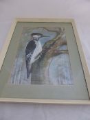 Two original watercolours depicting woodpeckers