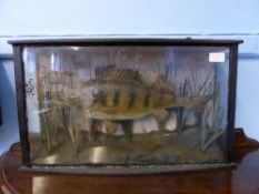 A glass cased taxidermy perch, approx. 56 x 17 x 31 cms.