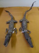 Pair of taxidermy baby alligators, approx. 30 cms. in length.