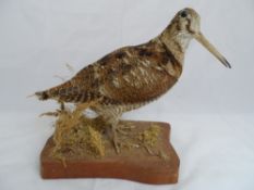 A taxidermy woodcock on a wooden plinth