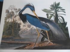 The Audubon Folio `30 Great Bird Paintings`, a beautiful collection bird prints.