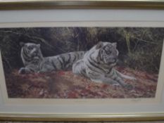 Limited Edition Print White Tigers `For Ever Watchful` by Antony Gibbs. nr 405/1550.