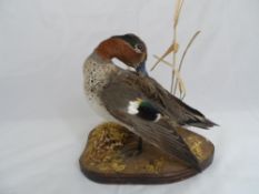 A taxidermy teal on a wooden plinth