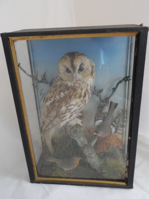 A cased taxidermy tawny owl and a robin and a chaffinch, approx. 36 x 51 x 18 cms.