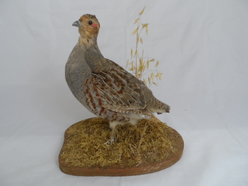 A taxidermy partridge on a wooden plinth.