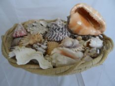 Collection of misc. vintage sea shells in a rattan basket