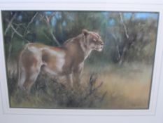 Joel Kirk British (b 1948), original pastel on paper depicting a lioness, framed and glazed, 69 x 48