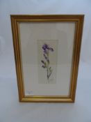 Christine Smith - original watercolour depicting an Iris, framed and glazed. 8 x 18 cms.