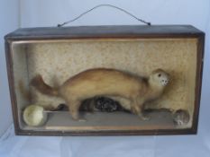 A Vintage Taxidermy Pole Cat, contained in a glass fronted case