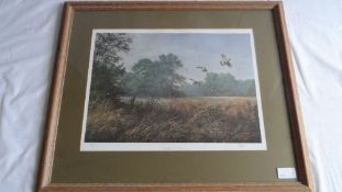 A FRAMED AND GLAZED LIMITED PRINT " LOOKING FOR COVER " SIGNED PETER ROBINSON DEPICTING GAME BIRDS