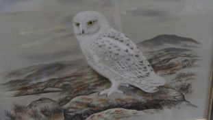 AN ORIGINAL WATERCOLOUR DEPICTING A SNOWY OWL SIGNED PAUL A NICHOLAS, THE ARTIST UNDERSTOOD TO BE