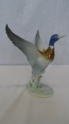 A PORCELAIN FIGURE OF A MALLARD DRAKE TAKING FLIGHT, BY METZLER & ORLLOFF, GERMANY, DECORATED IN