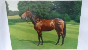 STUART HEROD 1961 - PRESENT (BRITISH), ORIGINAL OIL ON CANVAS OF A RACE HORSE. 86 X 61 cms.