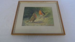 A WATERCOLOUR ON PAPER BY ARTIST ROBIN RECKITT - TWO ROBIN RED BREAST.