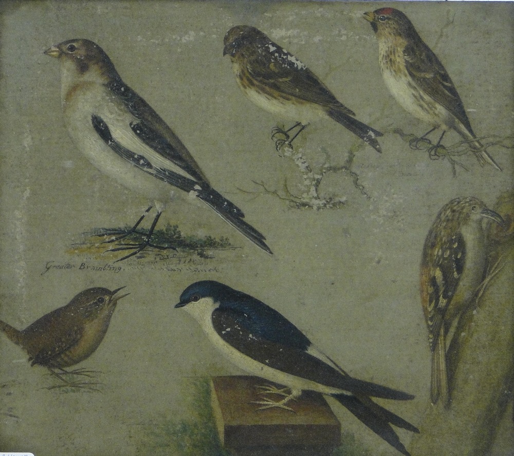 English School
19th century oil on board, studies of garden birds, indistinct inscriptions verso,