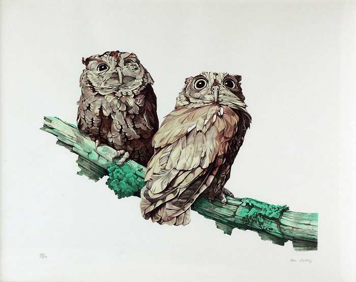 ‡ The Screech-Owl is mainly found in the woodland areas of North America Don Cordery British (b.