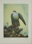 Four limited edition prints by wildlife artist Matthew Hillier 20th century, comprising Lanner