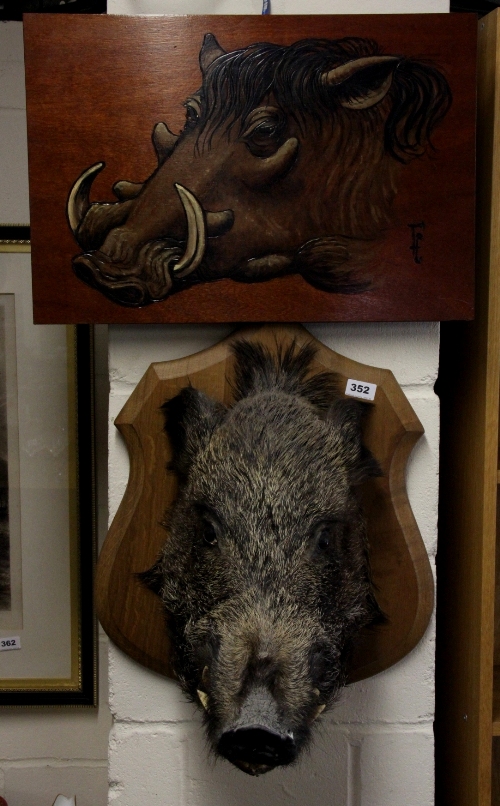 A large shield mounted wild boars head with poker work saying Blue Boar Hall together with a signed