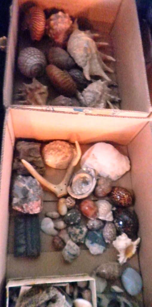 Two boxes containing a collection of cowrie and other shells.
