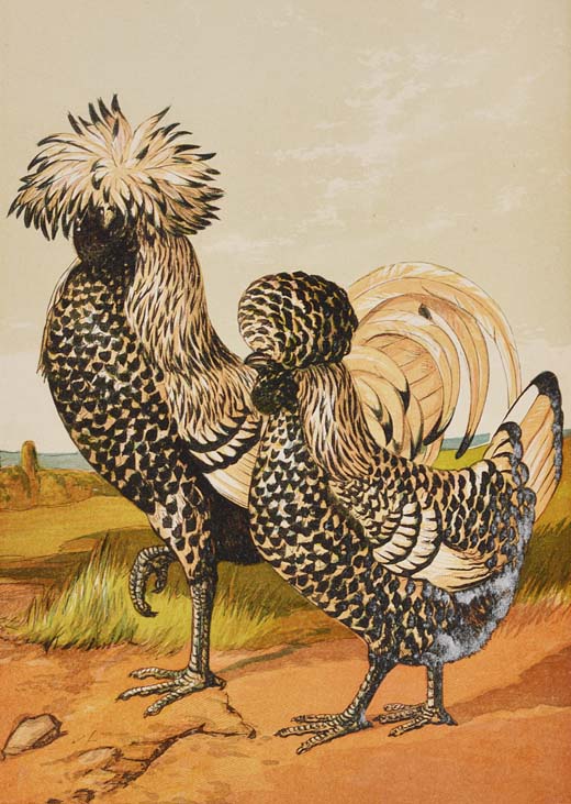 TEGETMEIER, W. B. (?1816-1912).  The Poultry Book: Comprising the Breeding and Management of