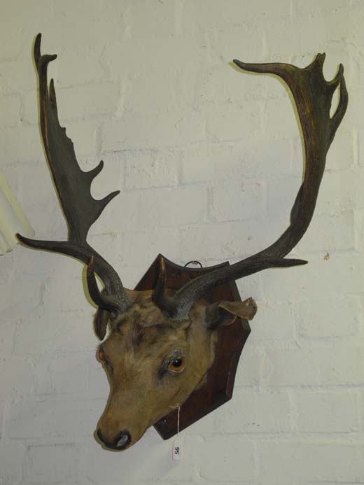 A stuffed and mounted stag`s head on wooden shield.