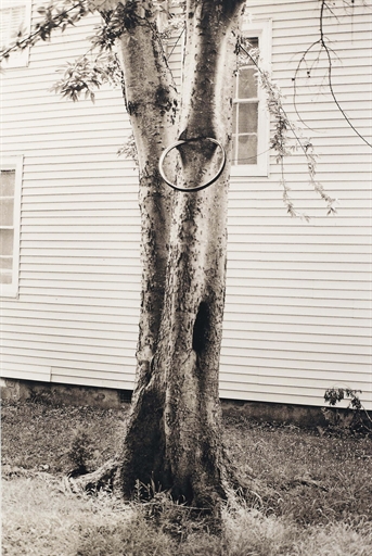 David Hammons (b. 1943) 
Money Tree (Parkett 31) 
sepia-print photograph
1992
signed, dated and