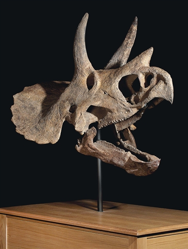 THE SKULL OF A TRICERATOPS 
HELL CREEK FORMATION, MONTANA 
From the Maastrichtian, late
