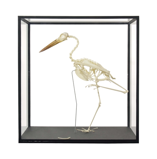 A SKELETON OF A CRANE BIRD 
20TH CENTURY 
In a glazed, black-painted wood case, some loose bones