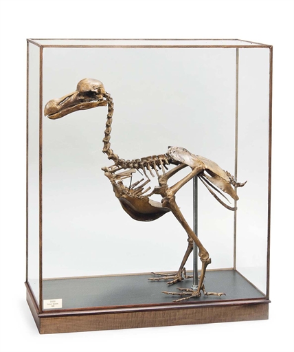 A CAST OF A COMPLETE DODO SKELETON 
20TH CENTURY 
The articulated skeleton of a Raphus cucullatus in
