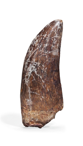 THE TOOTH OF A TYRANNOSAURUS-REX 
MONTANA 
From the Maastrichtian, late Cretaceous (72-66 Mya) the