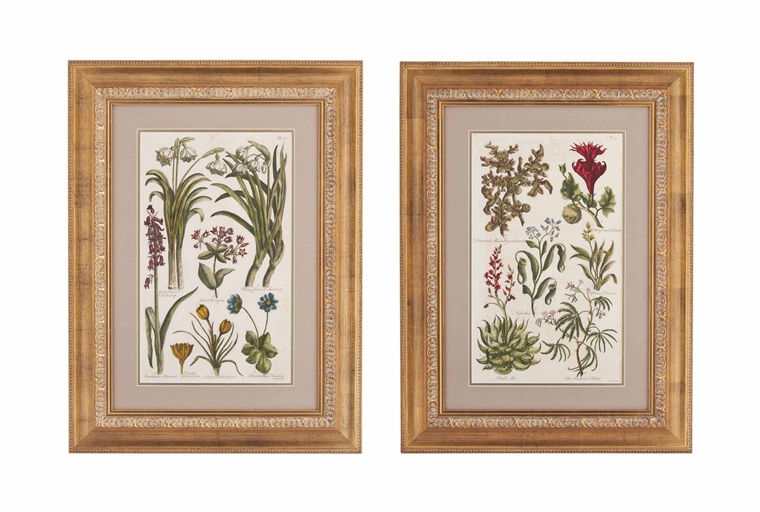 TEN PRINTS OF FLOWERING PLANTS 
18TH CENTURY AND LATER, AFTER JOHN HILL (1770-1850) 
Later mounted