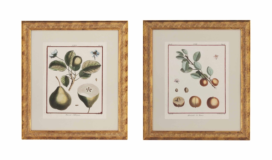 EIGHTEEN HAND COLOURED LITHOGRAPHS OF FRUIT 
LATE 19TH CENTURY, AFTER G. SEVEREYNS 
Later mounted in