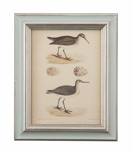TWELVE COLOURED ENGRAVINGS OF BIRDS FROM 'LES OISEAUX DE RIVAGE' 
O DES MURS, PARIS CIRCA 1885 
Each
