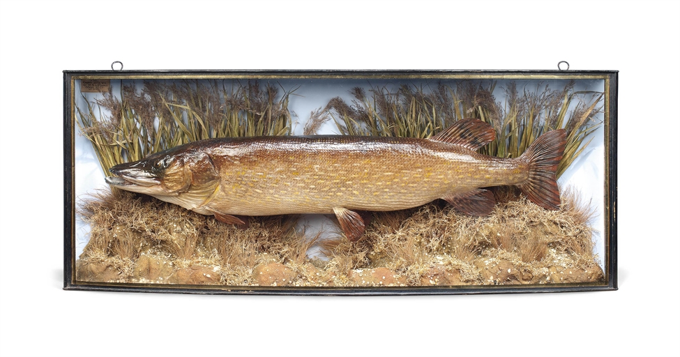 A STUFFED PIKE FISHING TROPHY 
20TH CENTURY 
In a bow front wood glazed case, with handwritten label