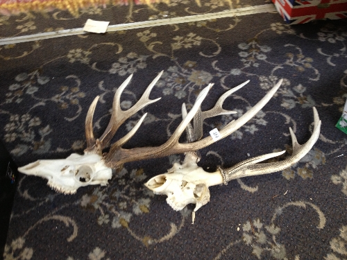 Two pairs of antlers.