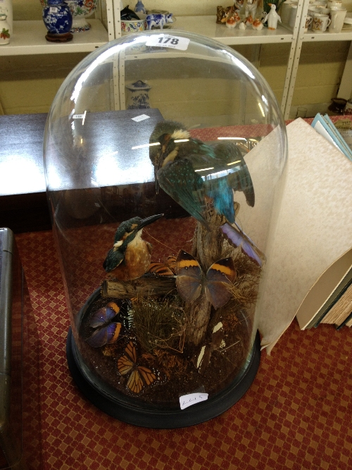 TAXIDERMY: a pair of blue Kingfishers under glass dome in naturalistic setting.