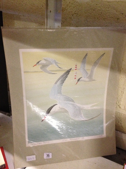 John Tennent: unframed Limited Edition print; Common Terns (29/85).