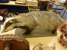 Taxidermy Badger, late 19/20th Century