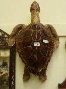 Taxidermy - Victorian turtle, 60cm
