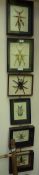 A Peruvian Tarantula and five other cased world insect specimens
