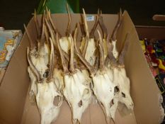 Box of roe buck antlers