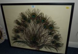 Peacock feathers framed, African scene oil on canvas by J. Burton and a print.