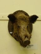 Taxidermy wild boar head