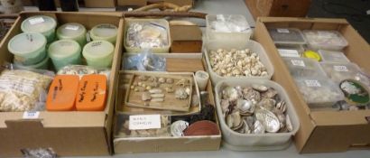 Large selection of small shells from a large collection of world sea shells suitable for jewellery