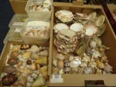Roman snail, cones and scallop shells from a large collection of world sea shells collected by the